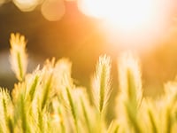 sunlight over wheat field